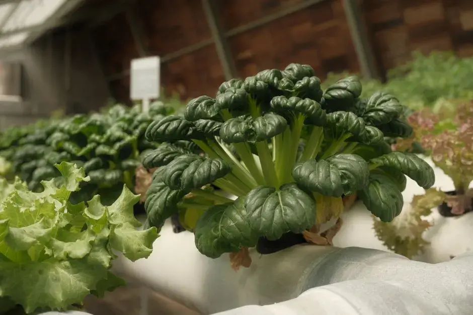 Sustainable Healthy Eating: How to Eat Well for Health and the Planet